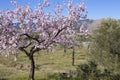 Flowering almond trees in the mountains in the sunshine in Spain Royalty Free Stock Photo