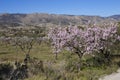 Flowering almond trees in the mountains in the sunshine in Spain Royalty Free Stock Photo