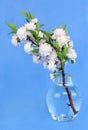 Flowering Almond in Vase