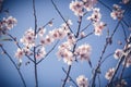 Flowering almonds against the blue sky, image with a retro tone Royalty Free Stock Photo