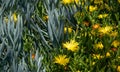 Flowering Aloe Garden in Southern California