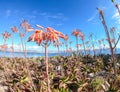 Flowering aloe maculata also known as soap aloe