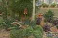 Flowering aloe plants and other succulents in a greenhouse in dublin botanic gardens