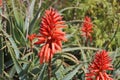 Flowering aloe