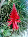 Flowering aloe vera tree Royalty Free Stock Photo