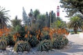 Flowering aloes and the lighthouse in Swakopmund, Namibia