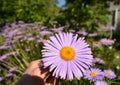 Flowering alpine aster in the garden