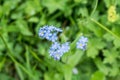 Flowering Alps Forget-me-not on a flower meadow, Austria Royalty Free Stock Photo