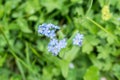 Flowering Alps Forget-me-not on a flower meadow, Austria Royalty Free Stock Photo