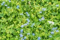 Flowering Alps Forget-me-not on a flower meadow, Austria Royalty Free Stock Photo