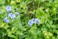 Flowering Alps Forget-me-not on a flower meadow, Austria Royalty Free Stock Photo