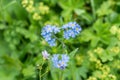 Flowering Alps Forget-me-not on a flower meadow, Austria Royalty Free Stock Photo