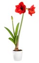 Flowering Amaryllis houseplant in a white pot Royalty Free Stock Photo