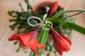 Flowering amaryllis - trio on the stem