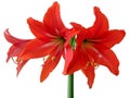 Flowering amaryllis on white background Royalty Free Stock Photo