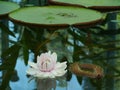 A flowering amazone water lily