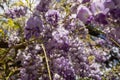 Flowering Wisteria, Wisteria sinensis in blossom - Image Royalty Free Stock Photo