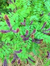 Flowering Amorph shrub AmÃÂ¾rpha fruticÃÂ¾sa