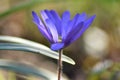 Anemone blanda Blue Shades Royalty Free Stock Photo