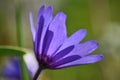 Anemone blanda Blue Shades Royalty Free Stock Photo