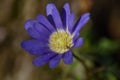 Anemone blanda Blue Shades Royalty Free Stock Photo