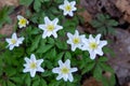 flowering anemone maquis plant sasso di san andrea Royalty Free Stock Photo