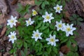 flowering anemone maquis plant sasso di san andrea Royalty Free Stock Photo