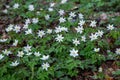 flowering anemone maquis plant sasso di san andrea Royalty Free Stock Photo