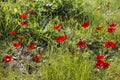Flowering anemones in the Negev desert in the forest of Shocked in February