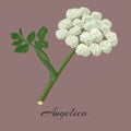 Flowering angelica herb.