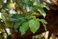 Flowering Angiosperm Tree