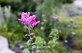 Flowering angiosperms plants. Royalty Free Stock Photo