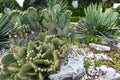 Flowering angiosperms plants.