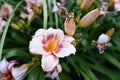 Flowering angiosperms plants.