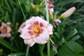 Flowering angiosperms plants.