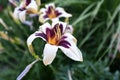 Flowering angiosperms plants.