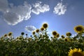 Flowering angiosperms plants.