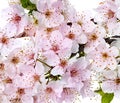 Flowering apple blossom branches