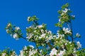 Flowering apple branch