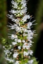 Flowering Apple Mint