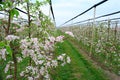 Flowering apple orchard with anti-hail nets Royalty Free Stock Photo