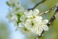 Flowering apple tree branch, exciting spring