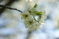 Flowering apple tree branch, exciting spring