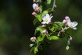 Flowering apple tree branch