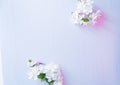 Flowering apple tree branches on a blue wooden background Royalty Free Stock Photo