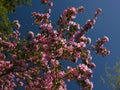 Flowering apple-tree Royalty Free Stock Photo