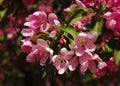 Flowering apple-tree closeup