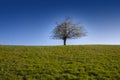 Flowering Apple Tree on the Edge Royalty Free Stock Photo