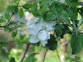 Flowering apple tree