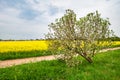 Flowering apple tree in front of a field of yellow rapeseed Royalty Free Stock Photo